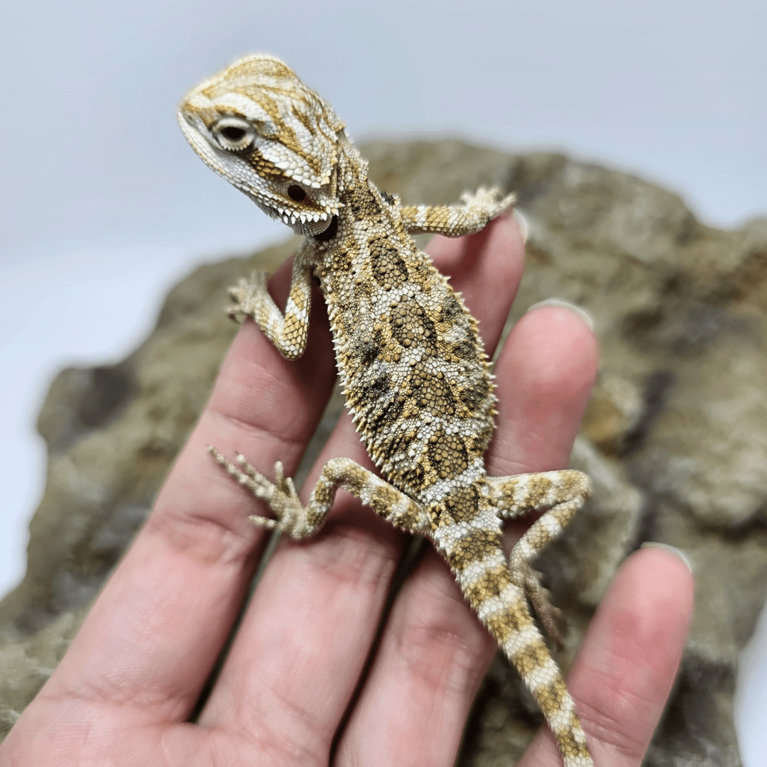 Dragon barbudo nominal bebé (M)