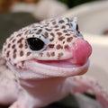 Gecko leopardo snow (M)