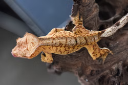 Gecko crestado bebe tiger (M)